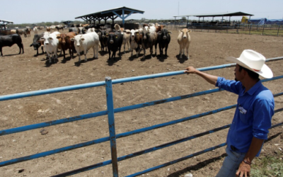 Sequía impulsa el aumento de precios en la carne de res, señala Banxico