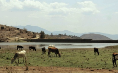 Costos de producción se elevan en el sector ganadero