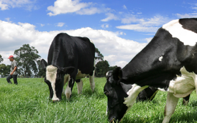 ¿Qué efecto tiene la alimentación de vacas con sorgo sobre la calidad del queso?