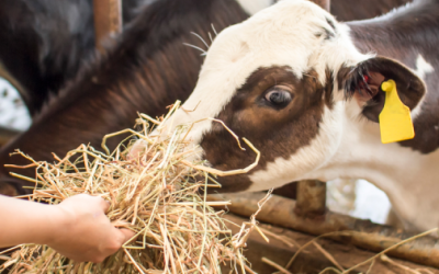 ¿Es posible alimentar a las vacas durante el invierno con paja?