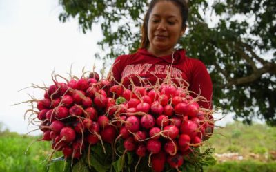 Apuntala el campo a economía mexicana en julio