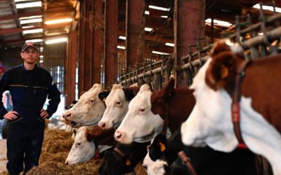 Lactalis reduce en casi 10% adquisición de leche en Francia.