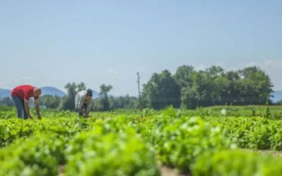 Piden a nuevo Gobierno reponer apoyos al agro