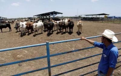 Es 2024 el peor año para la ganadería; escasez aumentará el precio de la carne.