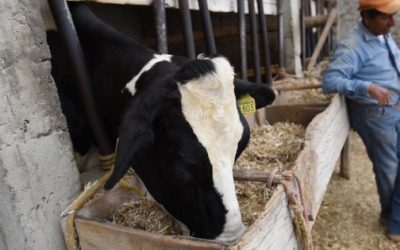 Granjas Carroll colabora en mitigar el impacto del Cambio Climático con la producción de forrajes.