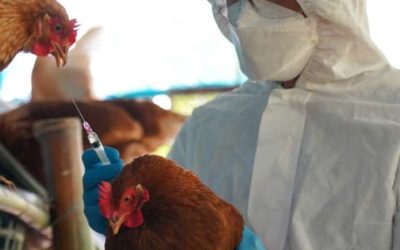 ¿Será la gripe aviar H5N1 la próxima pandemia humana?