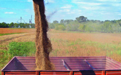 Soya y maíz caen por cosechas en EU y posibles lluvias en Brasil.