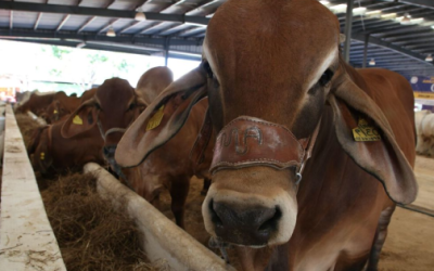 Además de petróleo, Tabasco y Campeche buscarán producir leche, carne y arroz