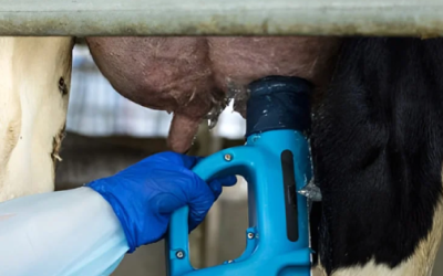 Desarrollan un sensor para detectar de manera precoz la mastitis vacuna, que hace perder un 15% de la producción de leche