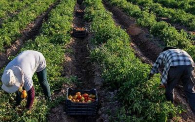 Incrementar el superávit agropecuario y agroindustrial de México un gran reto para este sexenio