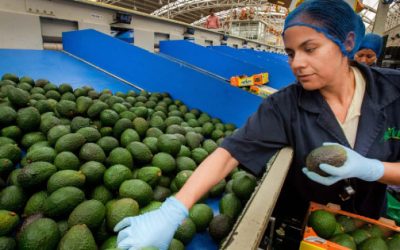 Agroexportaciones mexicanas logran valor récord en los primeros 8 meses