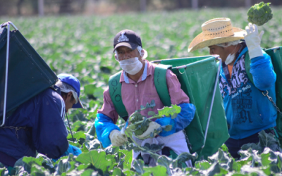 Reconversión y cooperativas potencializan cadenas productivas en Puebla.