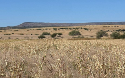 Sequía afecta 500 hectáreas de maíz y sorgo en Balleza; piden declarar zona de desastre 