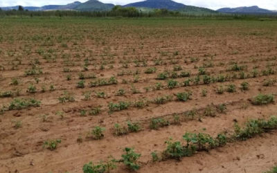 Afectados el 60% de los cultivos de temporal en el distrito Parral por falta de lluvias