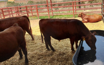 Inseguridad, sequía y escasa mano de obra, entre los retos que enfrentan ganaderos y agricultores mexicanos