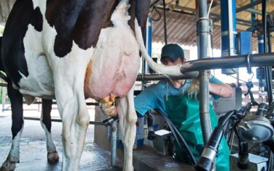 América Latina en el mercado lácteo internacional