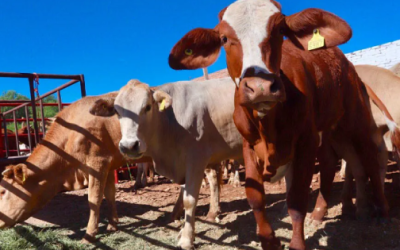 Agricultura toma medidas para evitar la dispersión de gusano barrenador de ganado