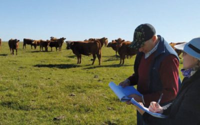 FAO Promueve La Transformación Sostenible De La Ganadería En América Latina Para Fortalecer La Seguridad Alimentaria 