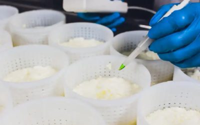 Investigadores desarrollan método para conocer la cantidad exacta de leche en los quesos