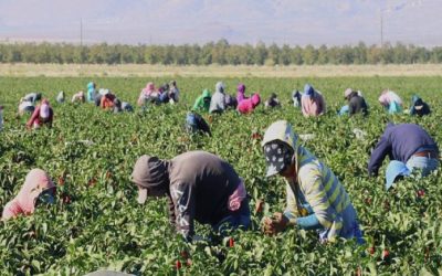 Sufrirá agro otro año de sequía prolongada.