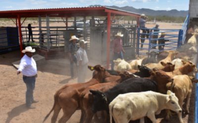 Informarán a Coahuila resultados en ganadería