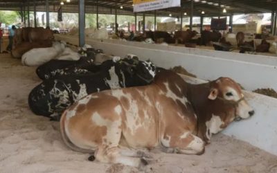 Crisis en la ganadería de Yucatán: alarmante escasez de vacas